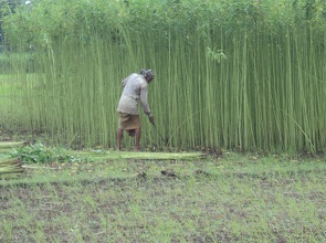 HYV T.Amon cultivation in Jute field as relay crop