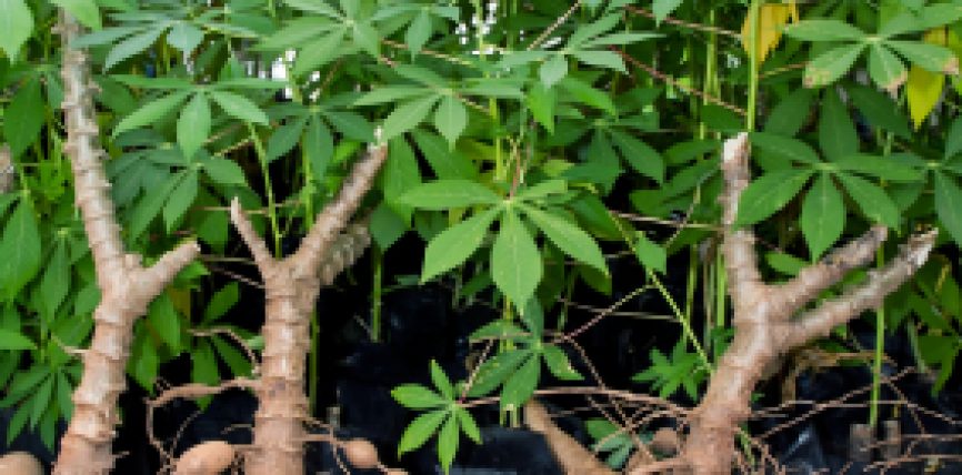 বাংলাদেশের সম্ভাবনাময় নয়া ফসল: কাসাভা