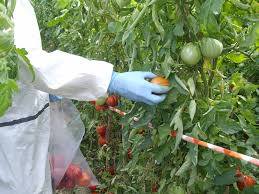 GAP (Good Agricultural Practices) অনুশীলন বা বাস্তবায়নের জন্য আমার মতে যা করা উচিত?