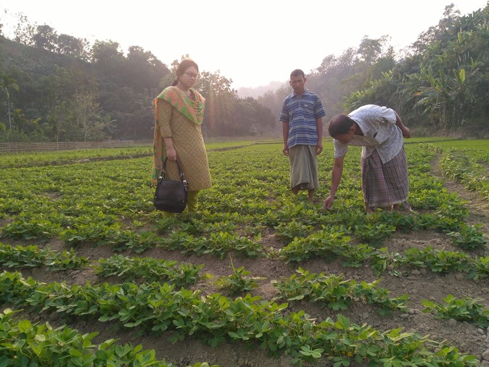 পাহাড়ের পাদদেশে বাদাম চাষ