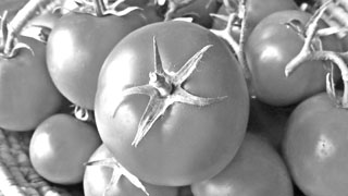 টমেটো চাষে জৈবিকভাবে পোকা ও রোগ দমনে বিভিন্ন উপায় ও পদ্ধতি