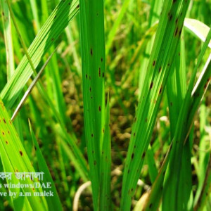 ধানের বাদামী দাগ রোগ