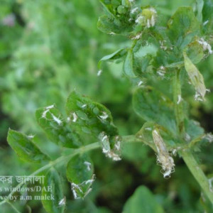 মটরশুঁটির জাবপোকা