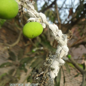 আমের মিলিবাগ