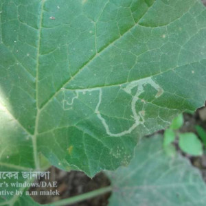 স্কোয়াশের পাতা সুড়ঙ্গকারী পোকা