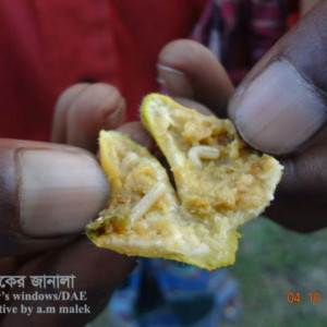 পটলের ফলের মাছি পোকা