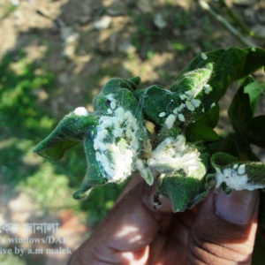 বেগুনের ছাতরা পোকা