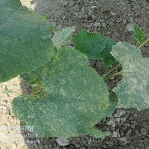 ঝিঙ্গার পাতা সুড়ঙ্গকারী পোকা