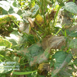 সয়াবিনের বিছা পোকা