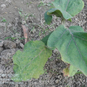 বেগুনের জাব পোকা