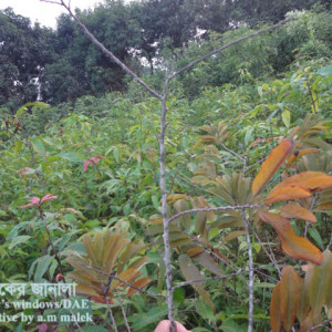 শরিফার আগা মরা রোগ